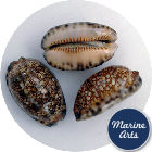 8675-45-P1 - Cowrie - Arabian - 25 Pack